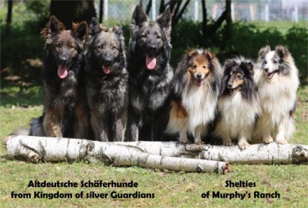 from Kingdom of silver Guardians