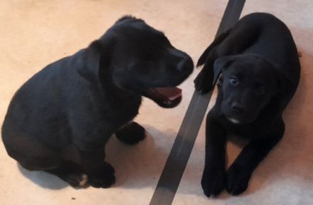 Hallo zusammen, die Hündin einer Freundin hat Mitte