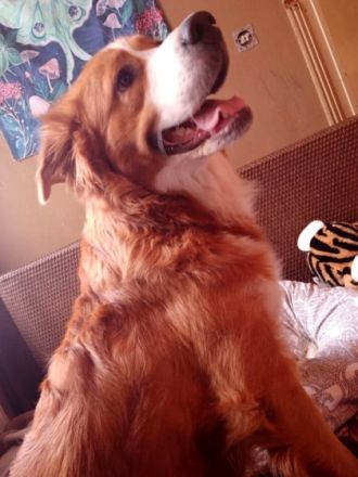 Hallo zusammen, die Hündin einer Freundin hat Mitte