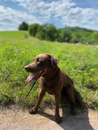Hallo zusammen, die Hündin einer Freundin hat Mitte