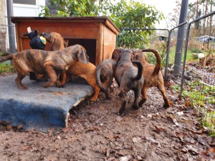 Hannoversche Schweißhunde Welpen aus jagdlicher Zucht