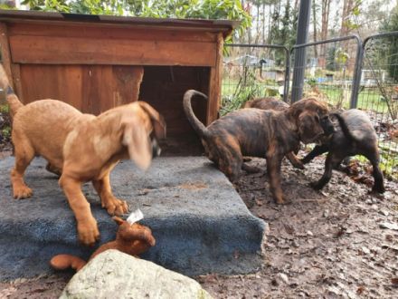 Hannoversche Schweißhunde Welpen aus jagdlicher Zucht