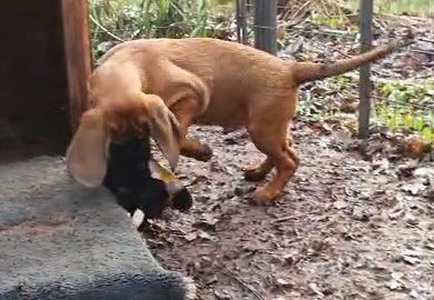 Hannoversche Schweißhunde Welpen aus jagdlicher Zucht