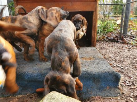 Hannoversche Schweißhunde Welpen aus jagdlicher Zucht