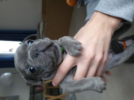 Hallo zusammen, wir sind 7 Französische Bulldoggen