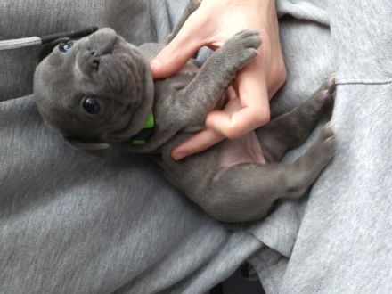 Hallo zusammen, wir sind 7 Französische Bulldoggen