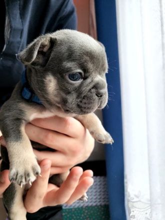 Hallo zusammen, wir sind 7 Französische Bulldoggen