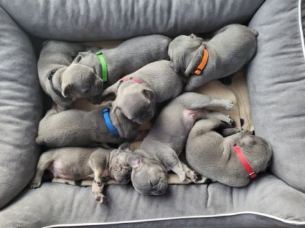 Hallo zusammen, wir sind 7 Französische Bulldoggen