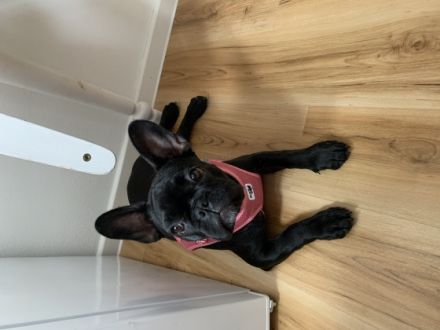 Bella, Leider müssen wir uns schweren Herzens von