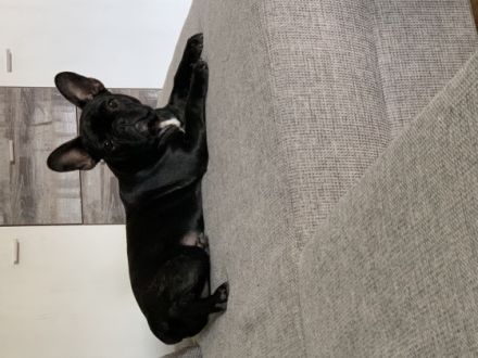 Bella, Leider müssen wir uns schweren Herzens von