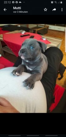Ich verkaufe hier meine Wunderschönen Mischlings Welpen