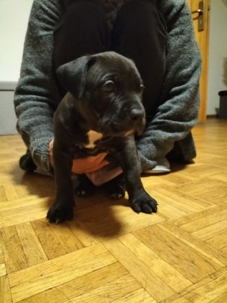 Ich verkaufe hier meine Wunderschönen Mischlings Welpen