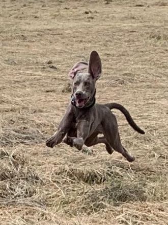 Zuchtrüde Tamino Earl Grey - KEIN VERKAUF!!!!