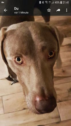 Zuchtrüde Tamino Earl Grey - KEIN VERKAUF!!!!