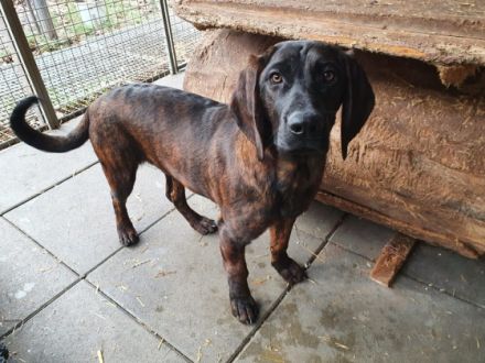 Jungrüde abzugeben aus jagdlicher Zucht mit Papiere