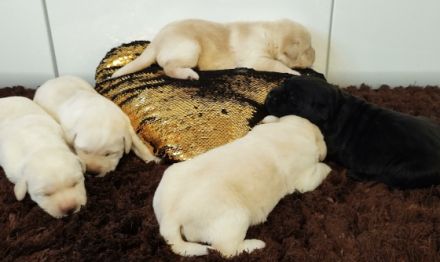 Wir freuen uns, Ihnen mitteilen zu können, dass am 4.