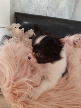 Unser kleiner aufgeweckter niedlicher Lord, ein