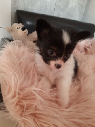 Unser kleiner aufgeweckter niedlicher Lord, ein