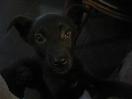 Die Elterntiere sind kerngesund und können besichtigt