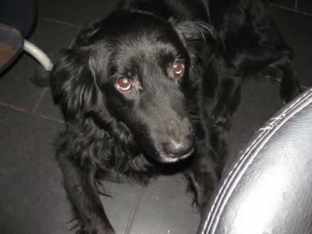 Die Elterntiere sind kerngesund und können besichtigt