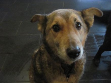 Die Elterntiere sind kerngesund und können besichtigt