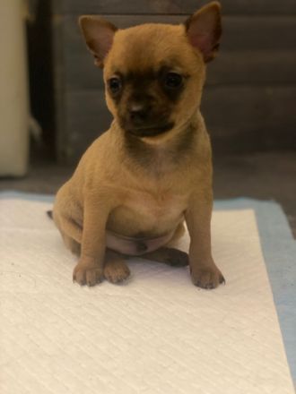 Hallo , ich bin die Bella eine Chihuahua Hündin. Ich