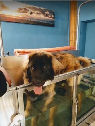 Schnauze, Fell und Pfoten