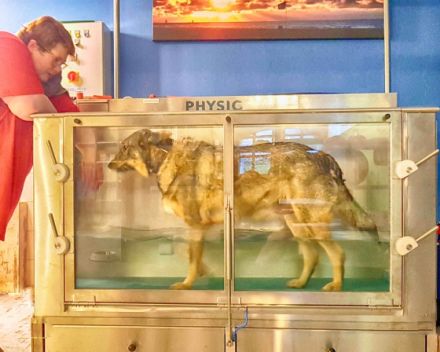 Schnauze, Fell und Pfoten