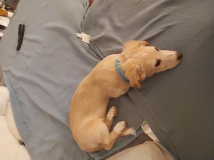 Verkaufen unseren kleinen mischlingsrüden chihuahua