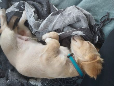 Verkaufen unseren kleinen mischlingsrüden chihuahua