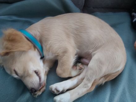 Verkaufen unseren kleinen mischlingsrüden chihuahua