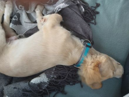 Verkaufen unseren kleinen mischlingsrüden chihuahua