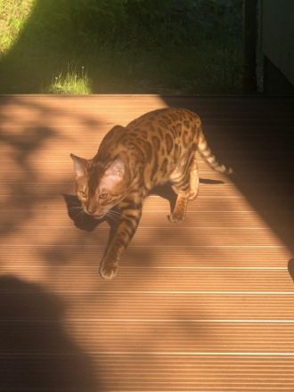 Garfield, Lieber Bengalkater sucht ein neues Zuhause!!!