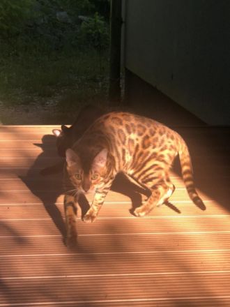Garfield, Lieber Bengalkater sucht ein neues Zuhause!!!