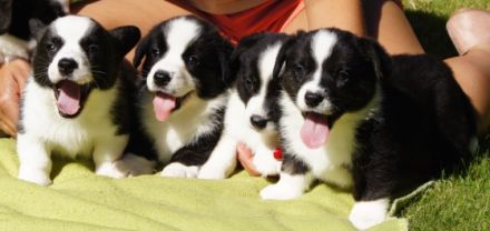 Unser Zwinger "Academia Canis" mit kynologischer