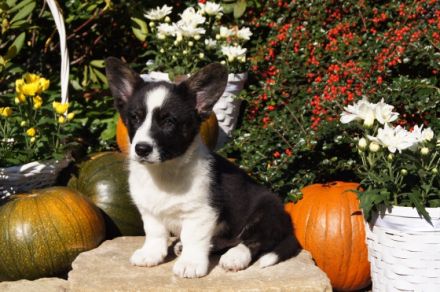Unser Zwinger "Academia Canis" mit kynologischer