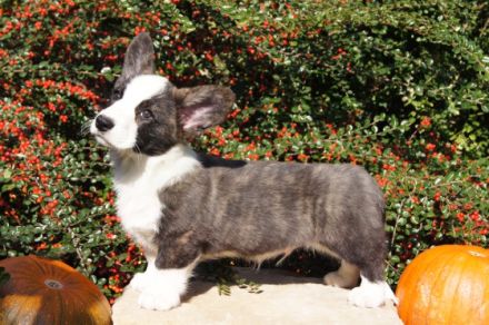 Unser Zwinger "Academia Canis" mit kynologischer