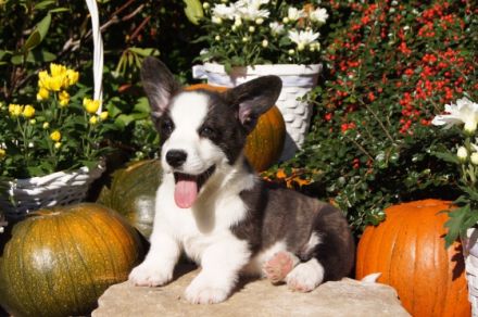 Unser Zwinger "Academia Canis" mit kynologischer