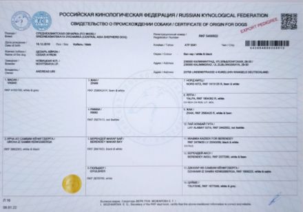 Tyson (Alabai mit Stammbaum)