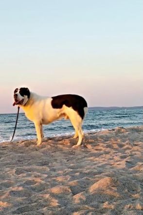 Tyson (Alabai mit Stammbaum)