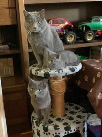 Chartreux/Kartäuser Beauté de Rottal