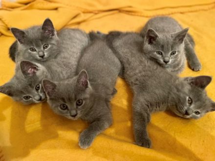 Chartreux/Kartäuser Beauté de Rottal