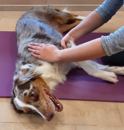 Tierosteopathie und Physiotherapie Stöver