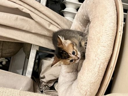 Katzenbabys suchen ein gutes tierliebes zuhause, wenn
