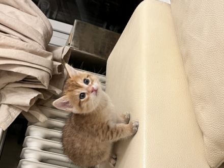 Katzenbabys suchen ein gutes tierliebes zuhause, wenn