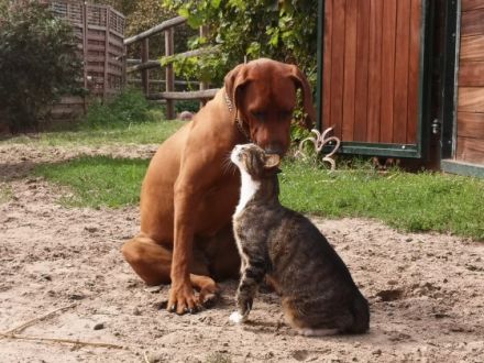 Wir erwarten um den 8. Februar zauberhafte blacknose