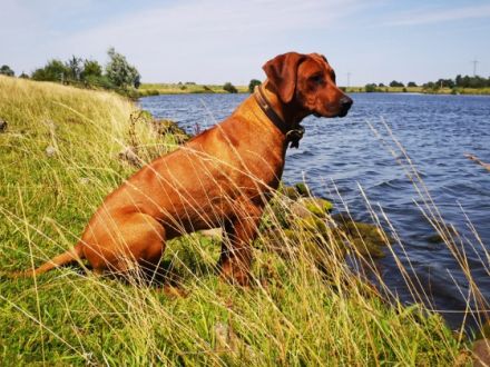 Wir erwarten um den 8. Februar zauberhafte blacknose
