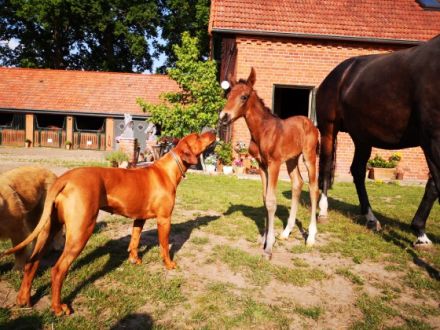 Wir erwarten um den 8. Februar zauberhafte blacknose