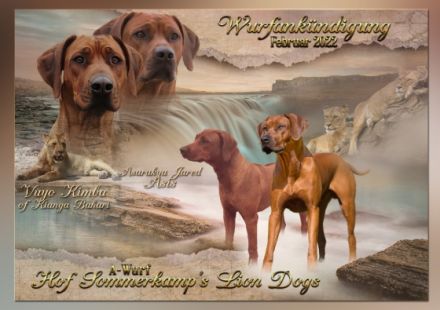 Wir erwarten um den 8. Februar zauberhafte blacknose