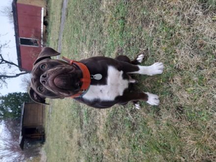 Mein Name ist Schröder...36 Kg ich suche auf diesem Weg